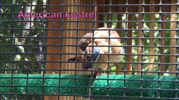 Free download 10a5 American Kestrel (no sound) video and edit with RedcoolMedia movie maker MovieStudio video editor online and AudioStudio audio editor onlin