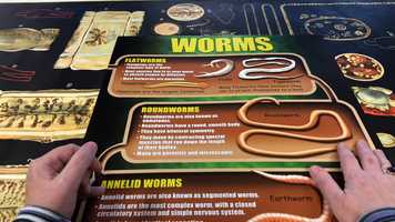 Free download 10b5 Worms Overview video and edit with RedcoolMedia movie maker MovieStudio video editor online and AudioStudio audio editor onlin