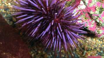 Free download 2a1 Urchin Pacific (no sound) video and edit with RedcoolMedia MovieStudio video editor online and AudioStudio audio editor onlin