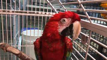 Free download 2a4 Red Parrot (Parrot voice) video and edit with RedcoolMedia MovieStudio video editor online and AudioStudio audio editor onlin