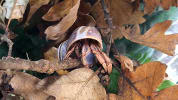 Free download 3c4 Hermit Crab on Branch (no sound) video and edit with RedcoolMedia movie maker MovieStudio video editor online and AudioStudio audio editor onlin