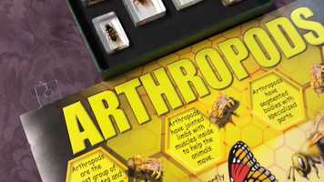 Free download 4a4 Arthropods Intro video and edit with RedcoolMedia movie maker MovieStudio video editor online and AudioStudio audio editor onlin