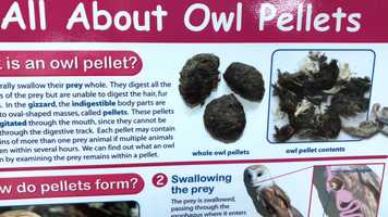 Free download 4b4 Owl Pellet Intro video and edit with RedcoolMedia movie maker MovieStudio video editor online and AudioStudio audio editor onlin