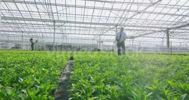 Free download 4K Workers in agricultural or science industry checking the plants in greenhouse video and edit with RedcoolMedia movie maker MovieStudio video editor online and AudioStudio audio editor onlin