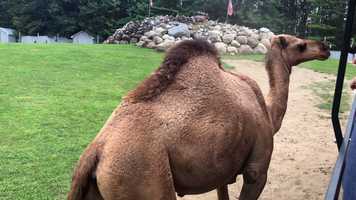 Free download 5a2 Dromedary Camels (no sound) video and edit with RedcoolMedia MovieStudio video editor online and AudioStudio audio editor onlin