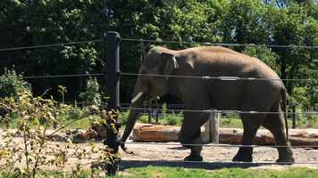 Free download 5a5 Elephant walking pdx zoo (no sound) video and edit with RedcoolMedia movie maker MovieStudio video editor online and AudioStudio audio editor onlin