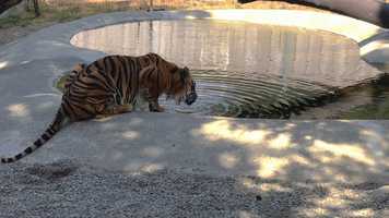 Free download 5a7 Tiger Drinking (no voice) video and edit with RedcoolMedia movie maker MovieStudio video editor online and AudioStudio audio editor onlin