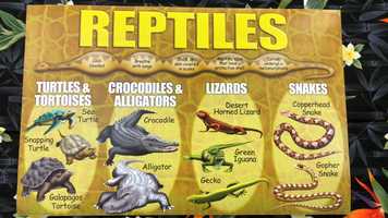 Free download 5b4 Reptiles Intro video and edit with RedcoolMedia movie maker MovieStudio video editor online and AudioStudio audio editor onlin