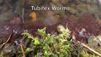 Free download 5c2 Tubifex worms in Tank (no voice) video and edit with RedcoolMedia MovieStudio video editor online and AudioStudio audio editor onlin