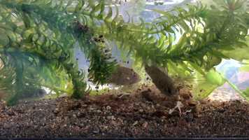 Free download 5c3 Badis feeding (no sound) video and edit with RedcoolMedia movie maker MovieStudio video editor online and AudioStudio audio editor onlin