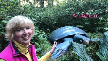 Free download 6b4 Archelon Sea Turtle Ancestor video and edit with RedcoolMedia MovieStudio video editor online and AudioStudio audio editor onlin