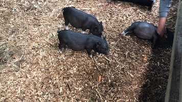 Free download 6c3 Pot-bellied Pigs (no sound) video and edit with RedcoolMedia movie maker MovieStudio video editor online and AudioStudio audio editor onlin