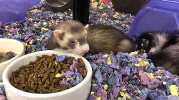 Free download 8b3 Ferret Eating (no sound) video and edit with RedcoolMedia movie maker MovieStudio video editor online and AudioStudio audio editor onlin