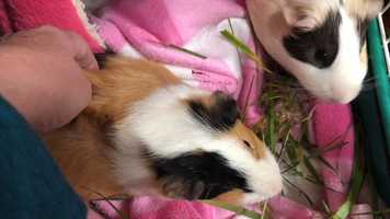 Free download 8b3 Guinea Pigs as lab animals video and edit with RedcoolMedia movie maker MovieStudio video editor online and AudioStudio audio editor onlin