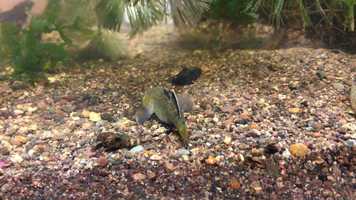 Free download 9a5 Desert Goby (no sound) video and edit with RedcoolMedia movie maker MovieStudio video editor online and AudioStudio audio editor onlin