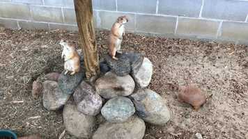 Free download 9c3 Prairie Dogs (no voice, PD-barks) video and edit with RedcoolMedia MovieStudio video editor online and AudioStudio audio editor onlin