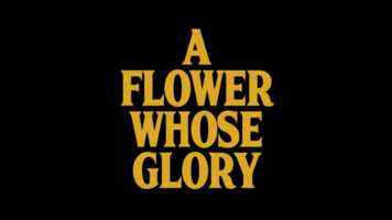 Free download A FLOWER WHOSE GLORY video and edit with RedcoolMedia movie maker MovieStudio video editor online and AudioStudio audio editor onlin