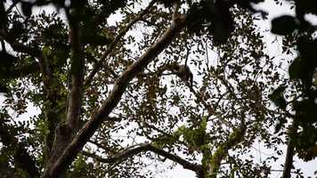 Free download A male Bornean gibbon singing a morning solo video and edit with RedcoolMedia movie maker MovieStudio video editor online and AudioStudio audio editor onlin