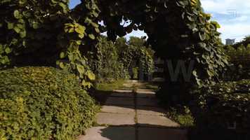 Free download Arch Of Green Leaves Stock Video video and edit with RedcoolMedia movie maker MovieStudio video editor online and AudioStudio audio editor onlin