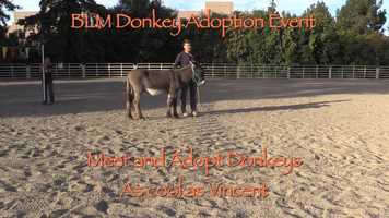 Free download BLM Donkey Adoption Event video and edit with RedcoolMedia movie maker MovieStudio video editor online and AudioStudio audio editor onlin