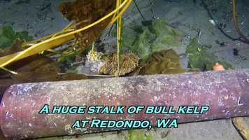 Free download Bull kelp stalk at Redondo, WA video and edit with RedcoolMedia movie maker MovieStudio video editor online and AudioStudio audio editor onlin