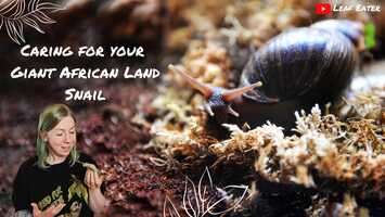 Free download Caring For Your Giant African Land Snails! || Leaf Eater video and edit with RedcoolMedia movie maker MovieStudio video editor online and AudioStudio audio editor onlin