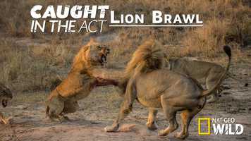 Free download Caught in the Act - Lion Brawl video and edit with RedcoolMedia movie maker MovieStudio video editor online and AudioStudio audio editor onlin