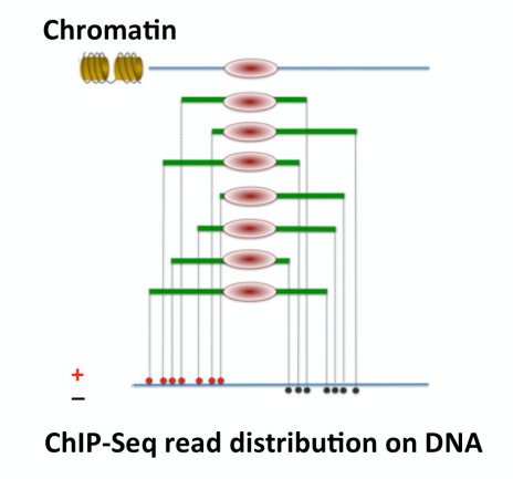 Download web tool or web app ChIP-Seq