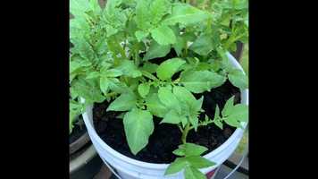 Free download Container Gardening  How to Grow Potatoes in a 5 Gallon Bucket! video and edit with RedcoolMedia movie maker MovieStudio video editor online and AudioStudio audio editor onlin