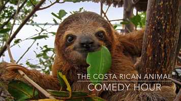 Free download Costa Rican Animal Comedy Hour video and edit with RedcoolMedia movie maker MovieStudio video editor online and AudioStudio audio editor onlin