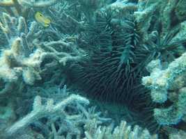 Free download Crown of Thorns Starfish - Lady Elliot Reef video and edit with RedcoolMedia movie maker MovieStudio video editor online and AudioStudio audio editor onlin