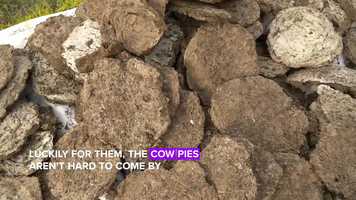 Free download Cultural Sport Cow Pie Tossing in Russia video and edit with RedcoolMedia movie maker MovieStudio video editor online and AudioStudio audio editor onlin