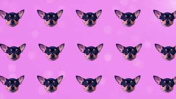 Free download dog-chihuahua-happy-faces-gif-animation-motion-des-8MFJSCD.mov video and edit with RedcoolMedia movie maker MovieStudio video editor online and AudioStudio audio editor onlin