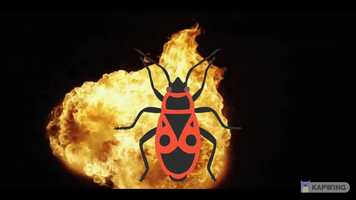 Free download firebug video and edit with RedcoolMedia movie maker MovieStudio video editor online and AudioStudio audio editor onlin