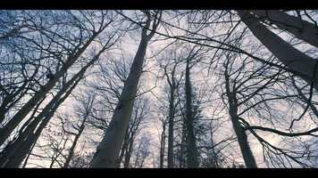 Free download Forest of Fear (Quick and Dirty Arty Piece) video and edit with RedcoolMedia movie maker MovieStudio video editor online and AudioStudio audio editor onlin