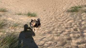 Free download Fun on the sand dunes! video and edit with RedcoolMedia movie maker MovieStudio video editor online and AudioStudio audio editor onlin