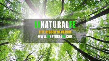 Free download Introduction To LINATURALFE - Life Hidden In Nature video and edit with RedcoolMedia movie maker MovieStudio video editor online and AudioStudio audio editor onlin