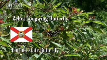 Free download Life Science at a Social Distance Zebra Longwing Butterfly-Science Rocks April 2020 video and edit with RedcoolMedia movie maker MovieStudio video editor online and AudioStudio audio editor onlin