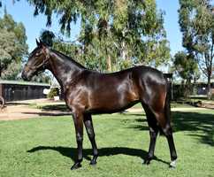 Free download Lot 667 - Betting Line USA x Easton All Action NZ - Filly video and edit with RedcoolMedia movie maker MovieStudio video editor online and AudioStudio audio editor onlin