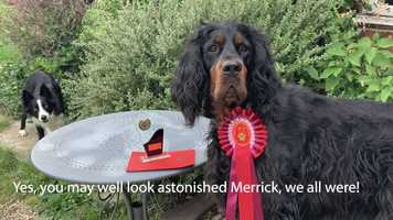 Free download Merrick Novice Musical Dressage video and edit with RedcoolMedia movie maker MovieStudio video editor online and AudioStudio audio editor onlin