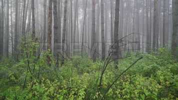 Free download Morning Fog In Forest Stock Video video and edit with RedcoolMedia movie maker MovieStudio video editor online and AudioStudio audio editor onlin