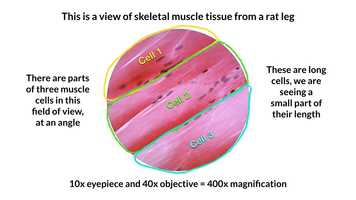 Free download muscle magnification (no voice) video and edit with RedcoolMedia movie maker MovieStudio video editor online and AudioStudio audio editor onlin