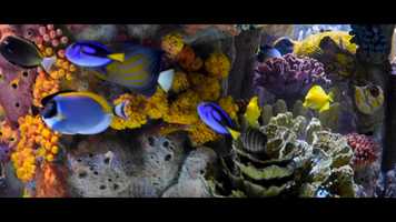 Free download New England Aquarium video and edit with RedcoolMedia movie maker MovieStudio video editor online and AudioStudio audio editor onlin