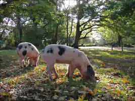 Free download New Forest pigs video and edit with RedcoolMedia movie maker MovieStudio video editor online and AudioStudio audio editor onlin