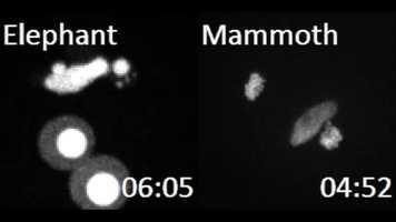 Free download Nuclear Formation after Activation of Oocytes Reconstructed with Elephant/Mammoth Nuclei video and edit with RedcoolMedia movie maker MovieStudio video editor online and AudioStudio audio editor onlin