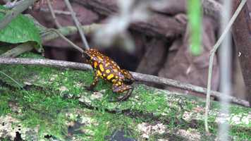 Free download Oophaga sylvatica eating ants and calling video and edit with RedcoolMedia movie maker MovieStudio video editor online and AudioStudio audio editor onlin