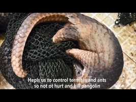 Free download Pangolin folk song video and edit with RedcoolMedia movie maker MovieStudio video editor online and AudioStudio audio editor onlin