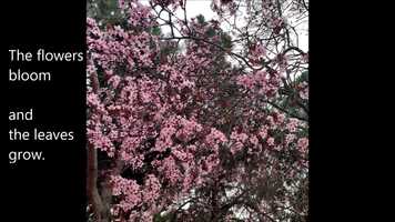 Free download Poem by Kristle Pearl Prejoles Spring colors sing video and edit with RedcoolMedia movie maker MovieStudio video editor online and AudioStudio audio editor onlin