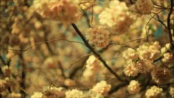 Free download Rescore No. 8 - Cherry Blossom video and edit with RedcoolMedia movie maker MovieStudio video editor online and AudioStudio audio editor onlin