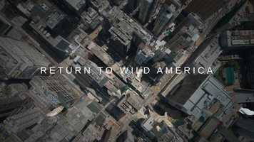 Free download Return to Wild America video and edit with RedcoolMedia movie maker MovieStudio video editor online and AudioStudio audio editor onlin